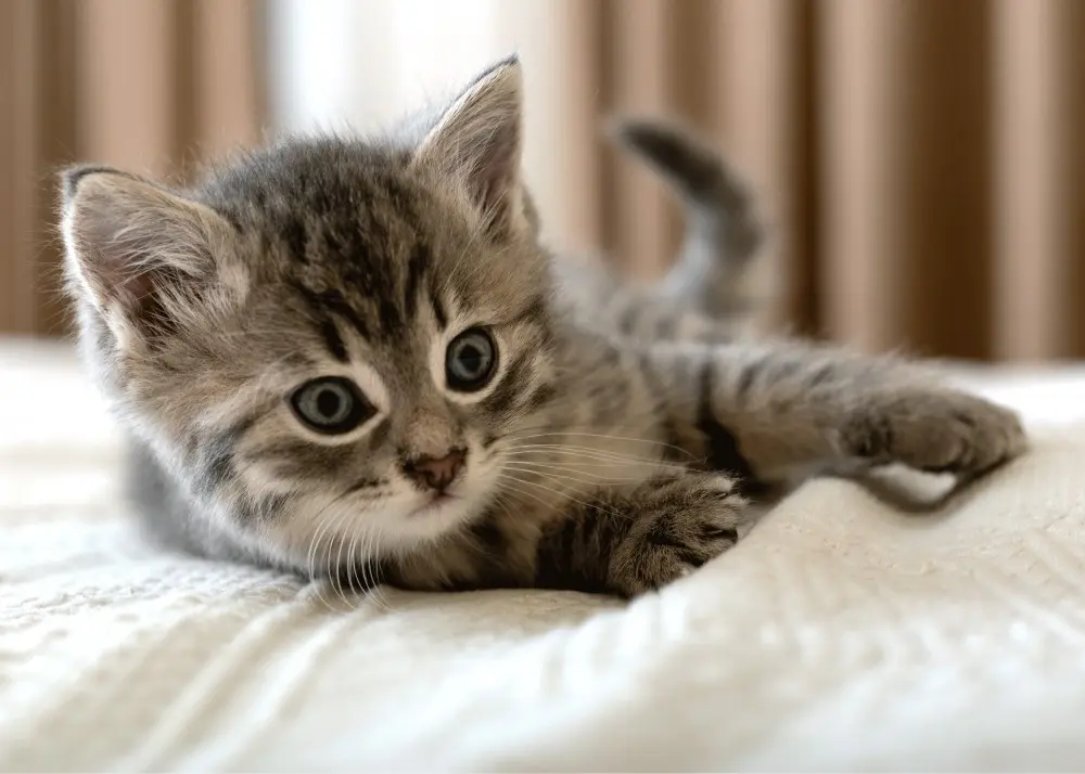 Katzen-Themen Fleece Decke 100*140cm Produktfoto