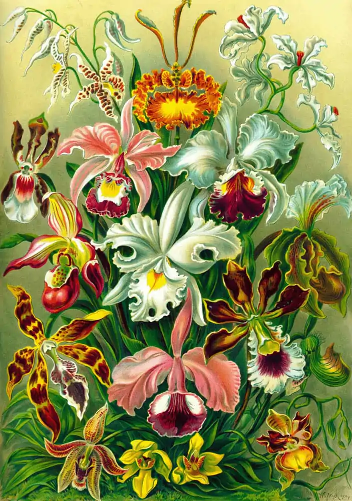 Ernst Haeckel Orchid Puzzle (1000 Teile) Produktfoto