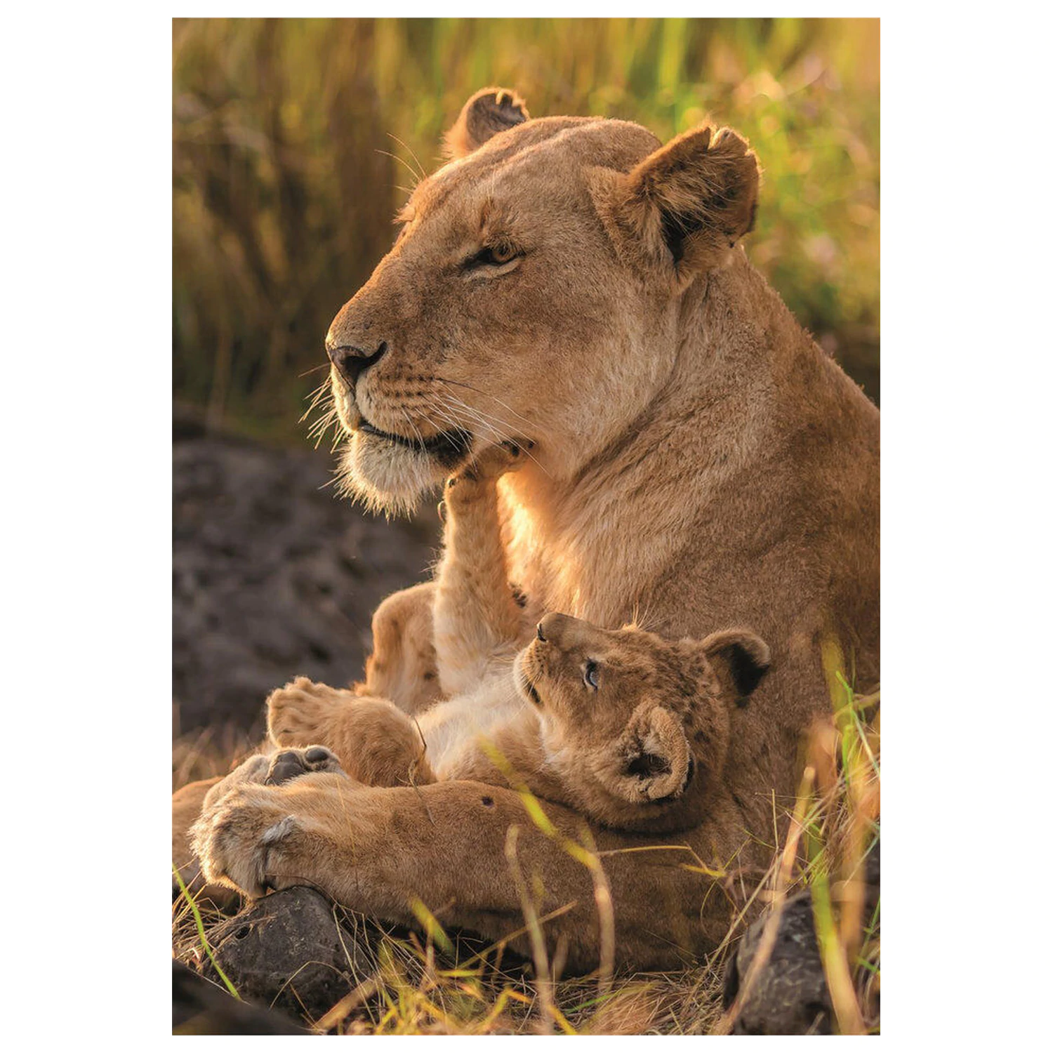 Feline Love Puzzle, 500 Teile Produktfoto