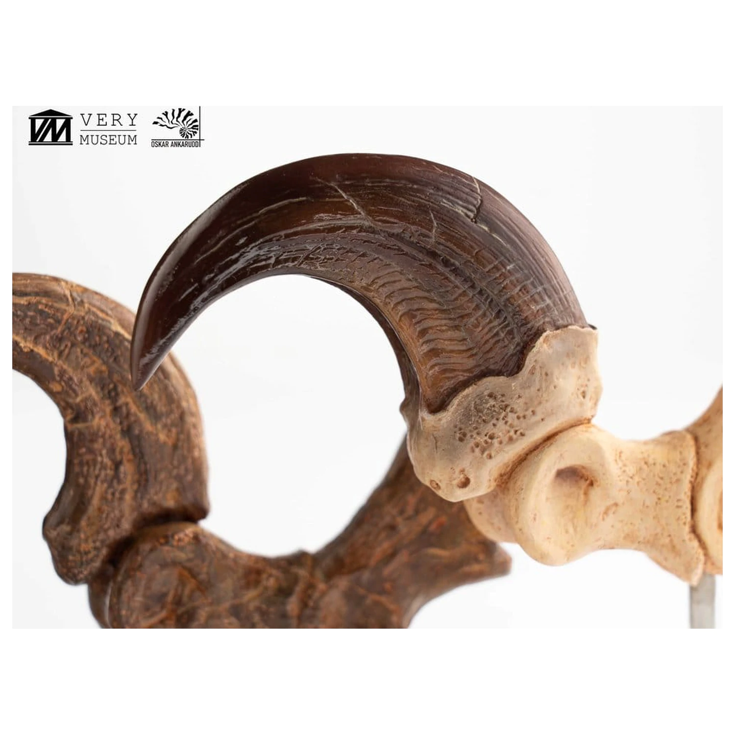 Jurassic Park ECC Elite Creature Line Statue Velociraptor Fußklaue und Fossilien Klaue Set 20 cm Produktfoto