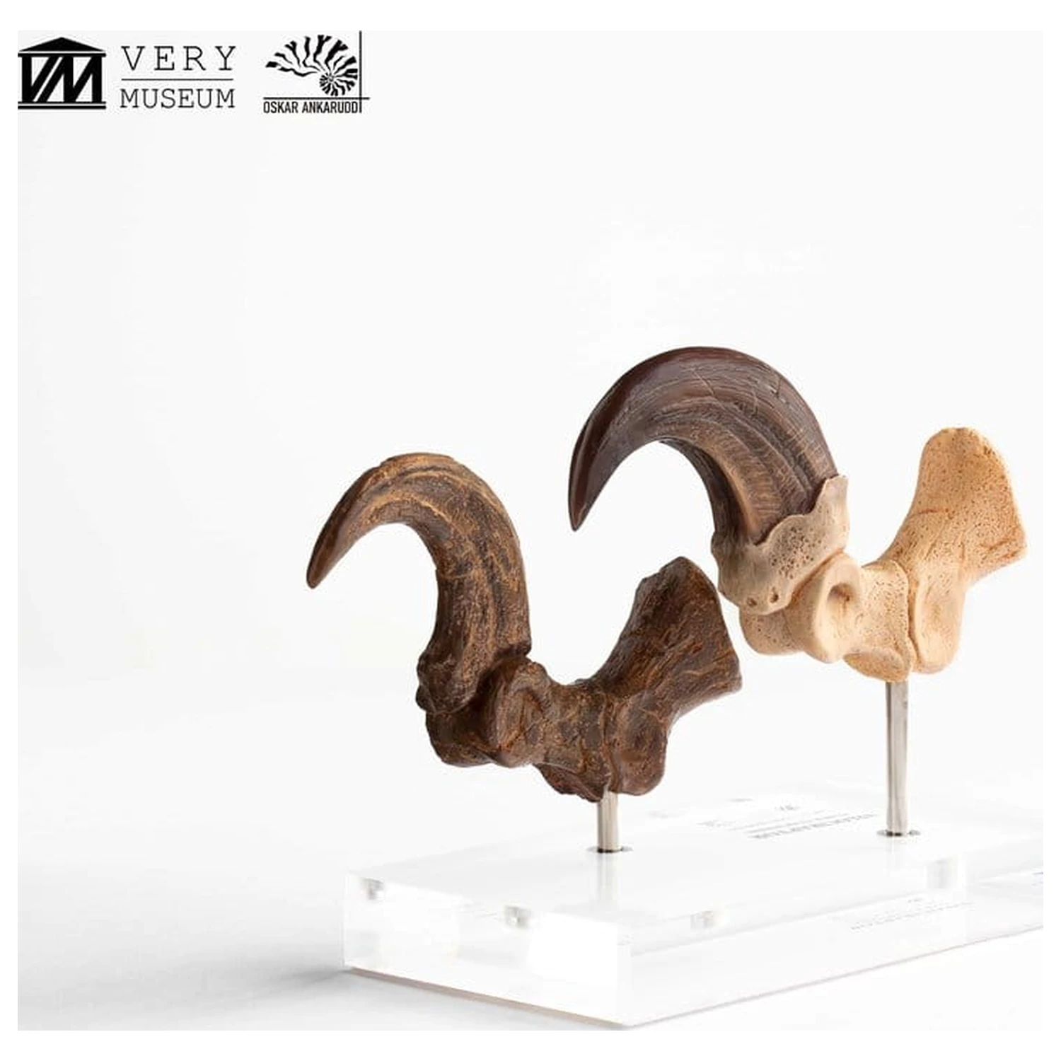 Jurassic Park ECC Elite Creature Line Statue Velociraptor Fußklaue und Fossilien Klaue Set 20 cm Produktfoto