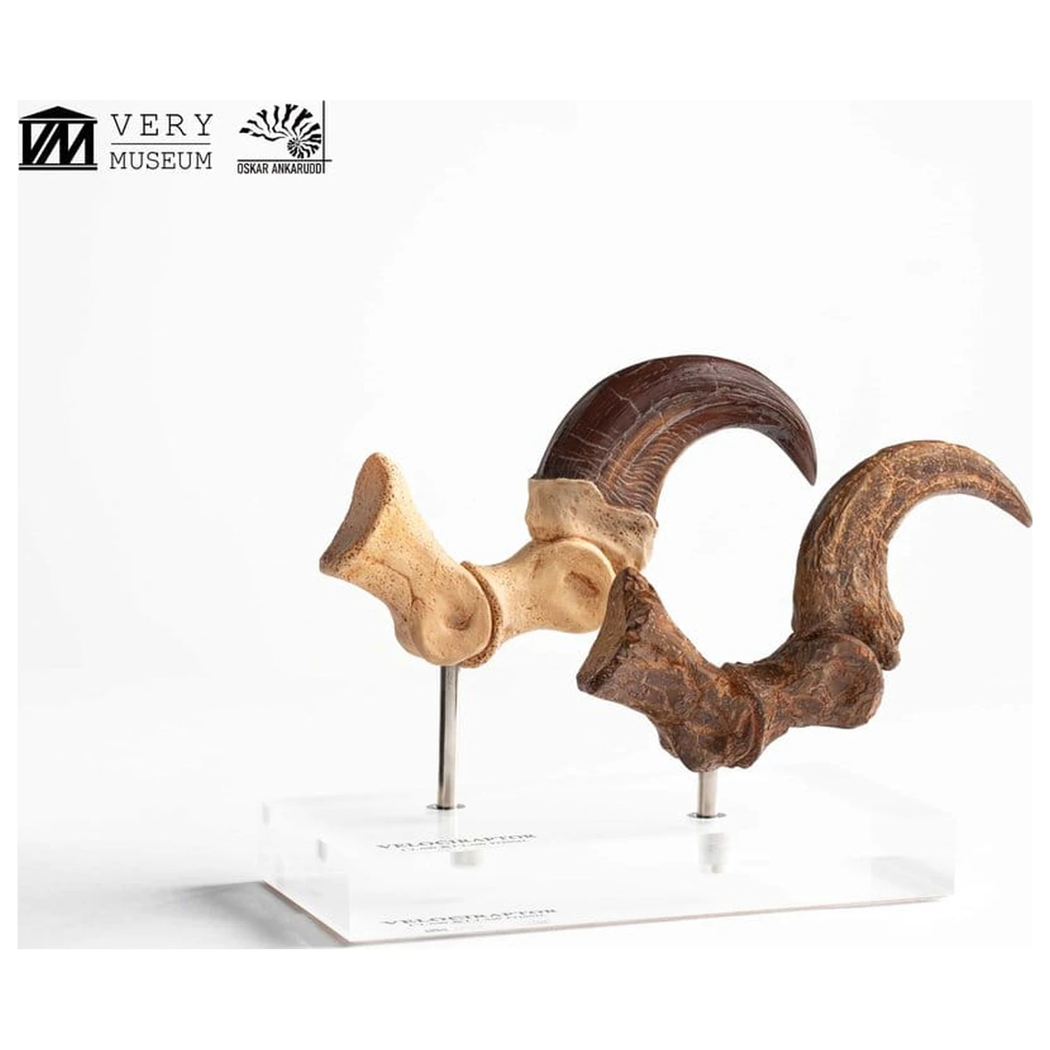 Jurassic Park ECC Elite Creature Line Statue Velociraptor Fußklaue und Fossilien Klaue Set 20 cm Produktfoto