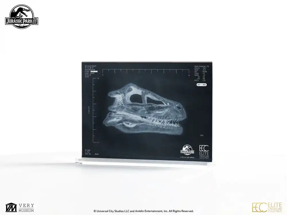 Jurassic Park III Prop Nachbildung 1/1 Velociraptor Resonanzkammer 18 cm Produktfoto