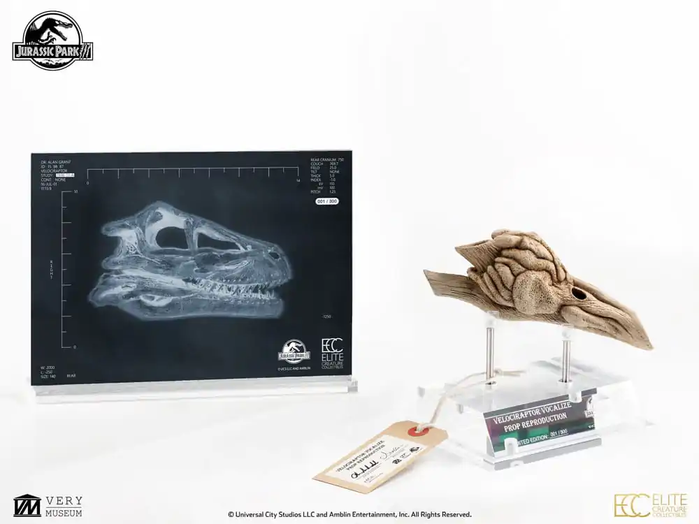Jurassic Park III Prop Nachbildung 1/1 Velociraptor Resonanzkammer 18 cm Produktfoto