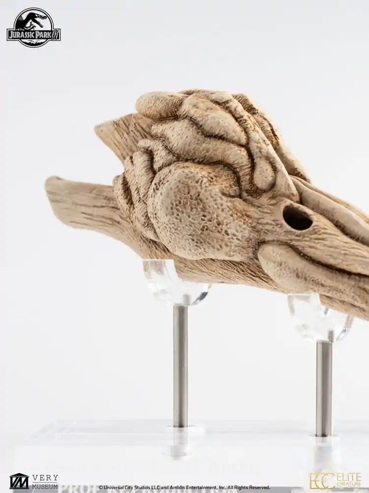 Jurassic Park III Prop Nachbildung 1/1 Velociraptor Resonanzkammer 18 cm Produktfoto