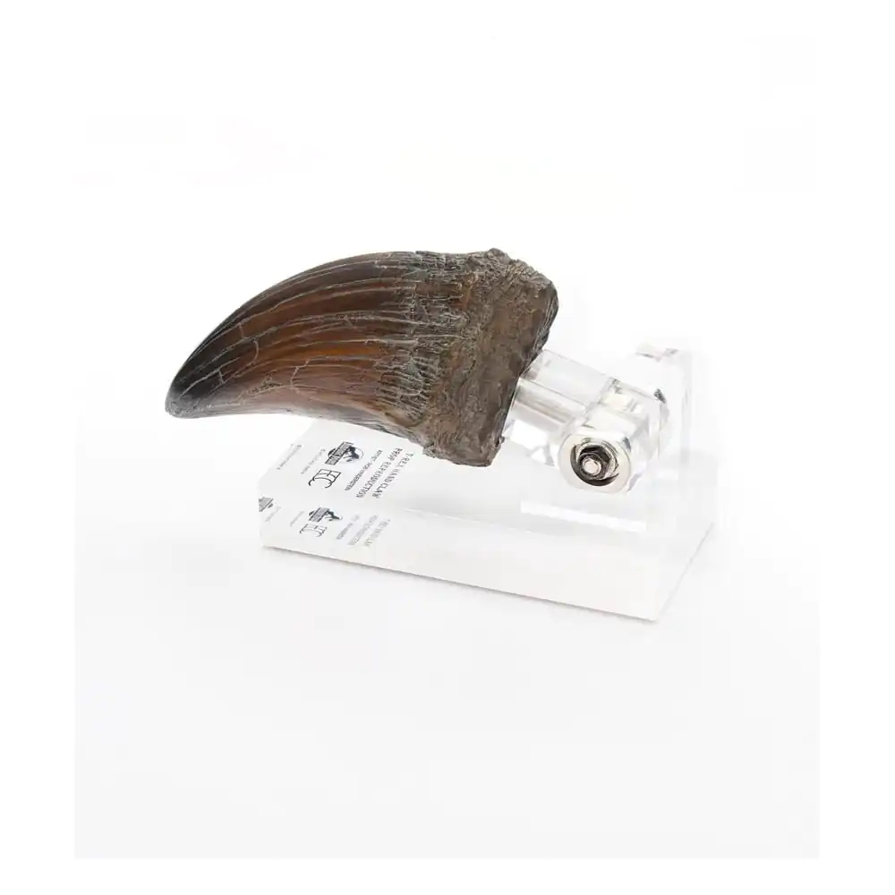 Jurassic Park Statue T-Rex Hand Klaue 13 cm Produktfoto