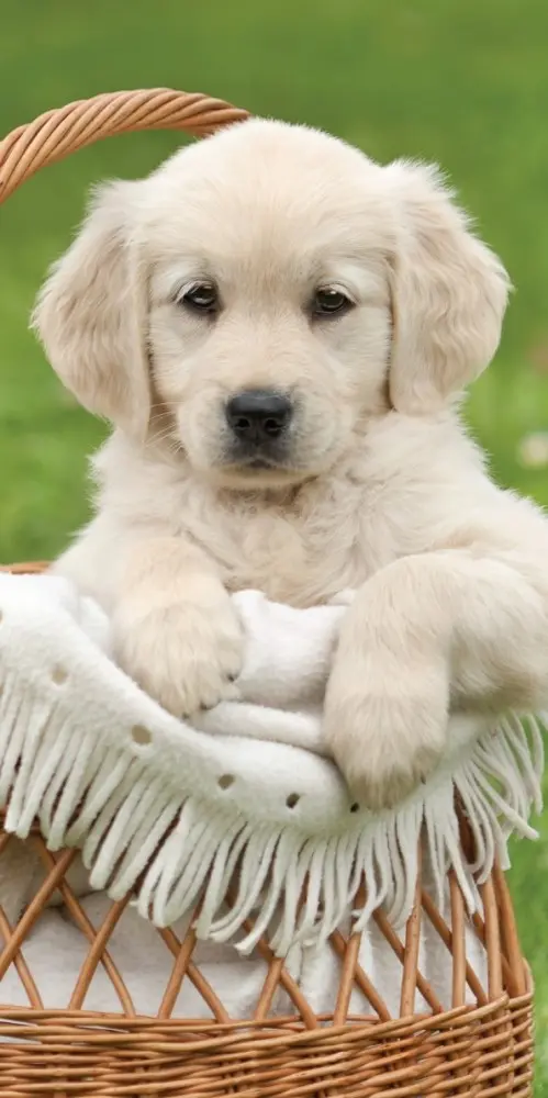 Dog Strandtuch, Badetuch 70*140cm Produktfoto