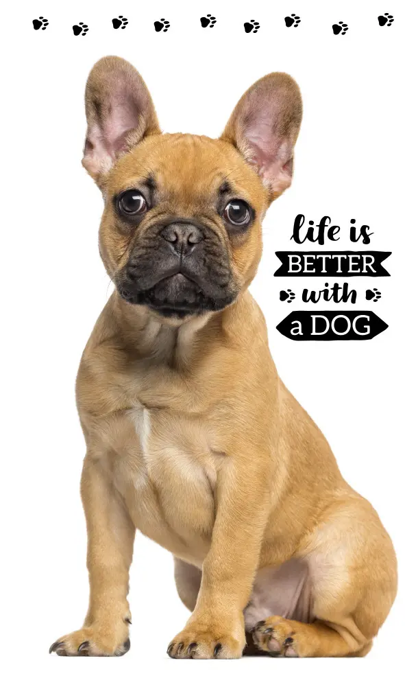 Hundethemenes Hand- und Gesichtshandtuch, Handtuch 30*50cm Produktfoto