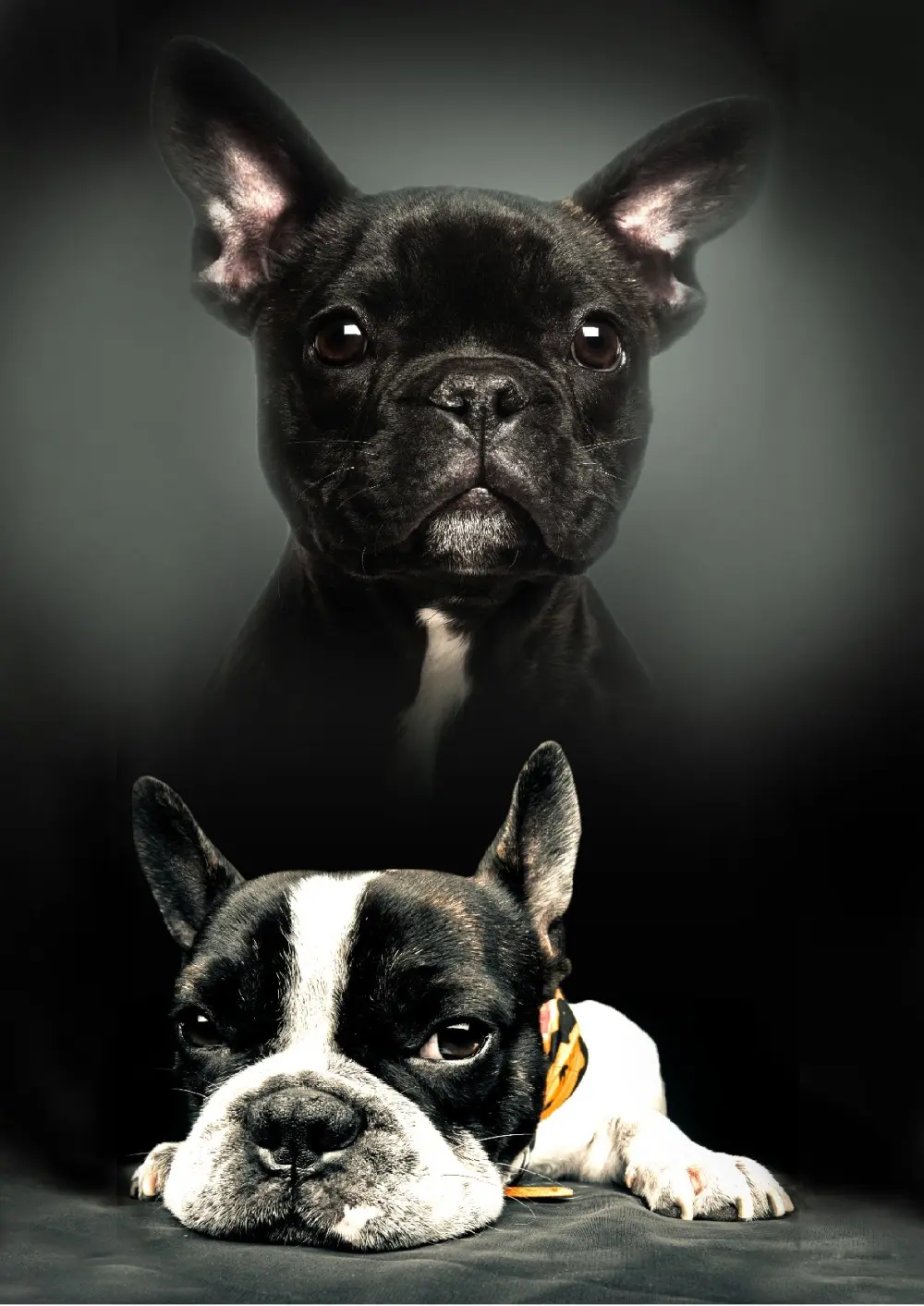 Dog Print Fleece Decke 100*140cm Produktfoto