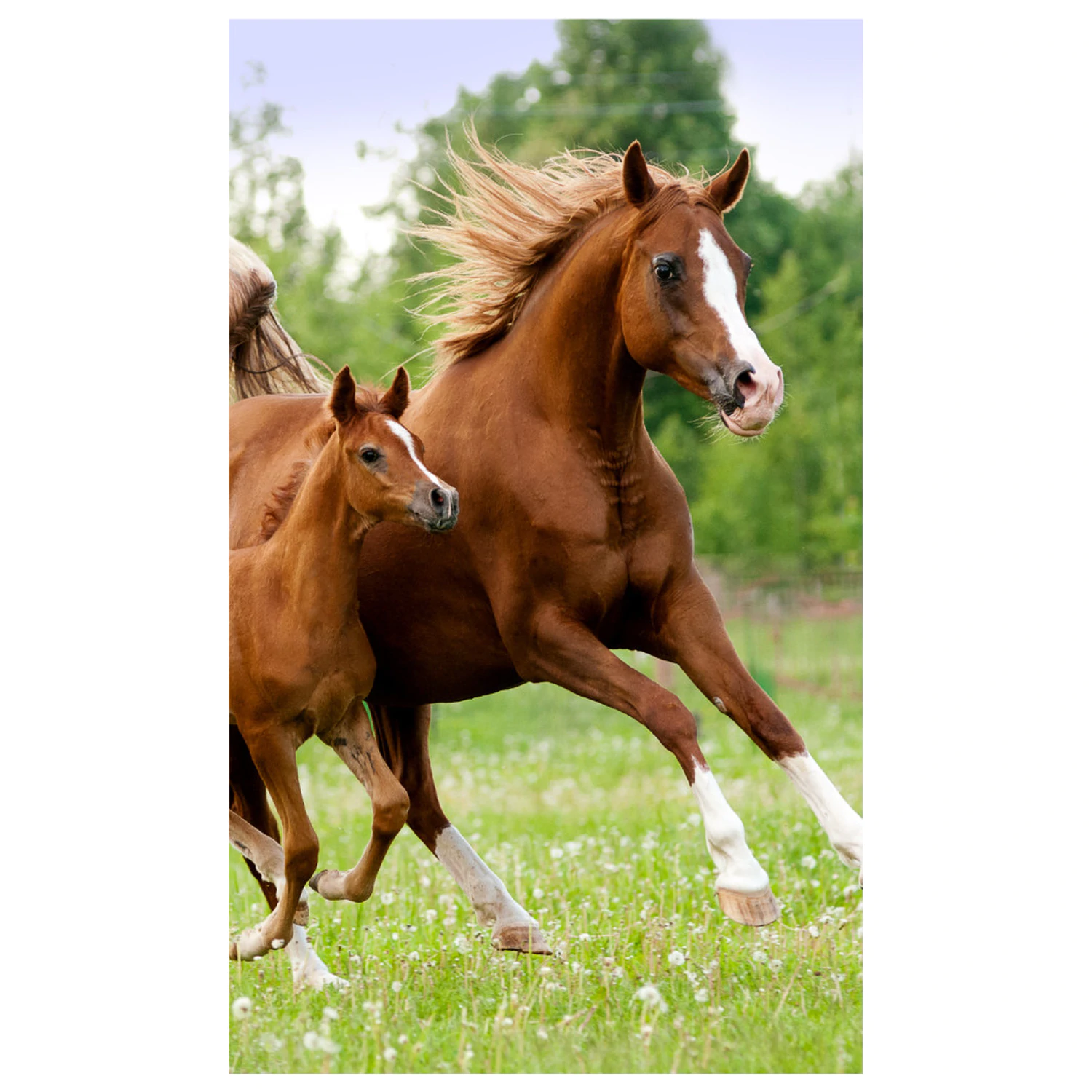 Lovas Career Handtuch, Gesichtshandtuch, Handtuch Produktfoto
