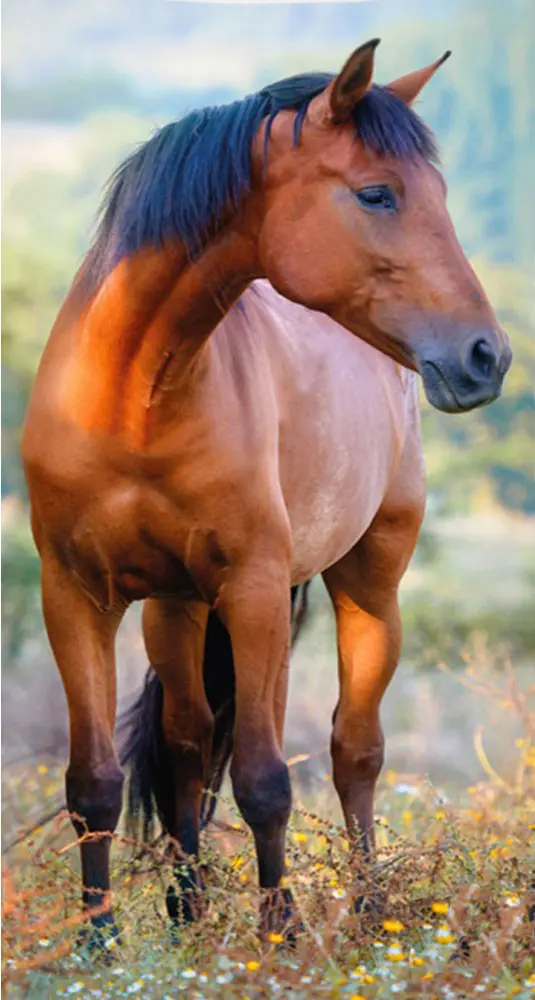 Equestrian Handtuch Gesichtstuch, Handtuch 30*50 cm Produktfoto