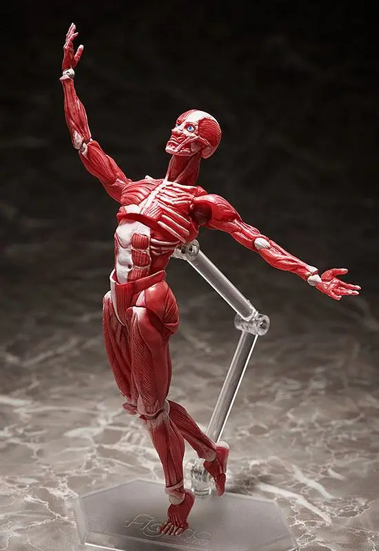 Original Character Figma Actionfigur Human Anatomical Model 15 cm Produktfoto