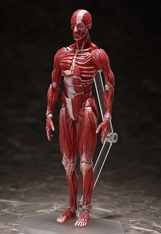 Original Character Figma Actionfigur Human Anatomical Model 15 cm Produktfoto
