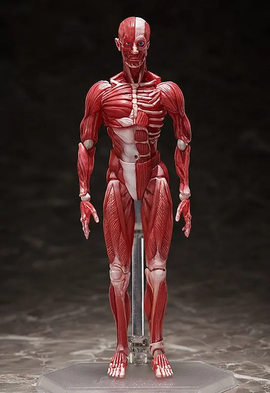 Original Character Figma Actionfigur Human Anatomical Model 15 cm Produktfoto