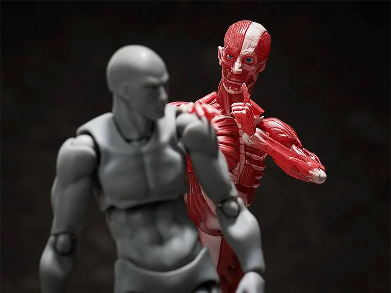 Original Character Figma Actionfigur Human Anatomical Model 15 cm Produktfoto
