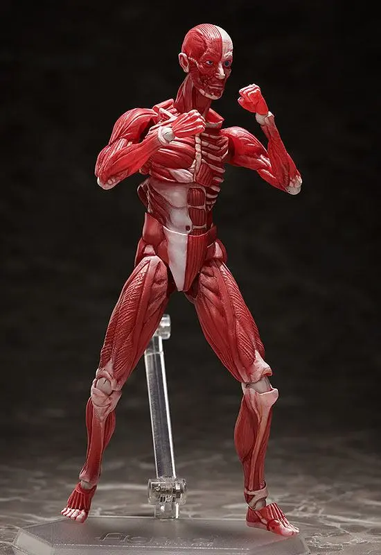 Original Character Figma Actionfigur Human Anatomical Model 15 cm Produktfoto