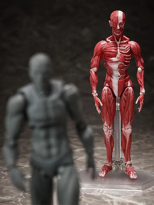 Original Character Figma Actionfigur Human Anatomical Model 15 cm Produktfoto