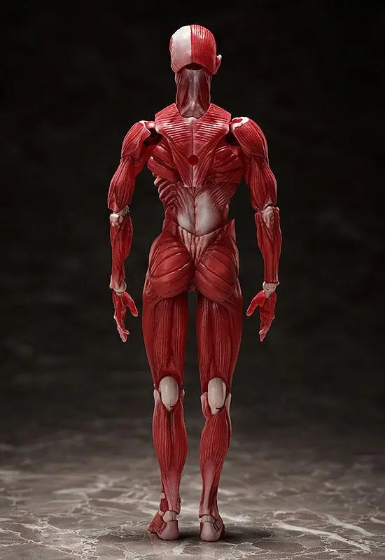 Original Character Figma Actionfigur Human Anatomical Model 15 cm Produktfoto