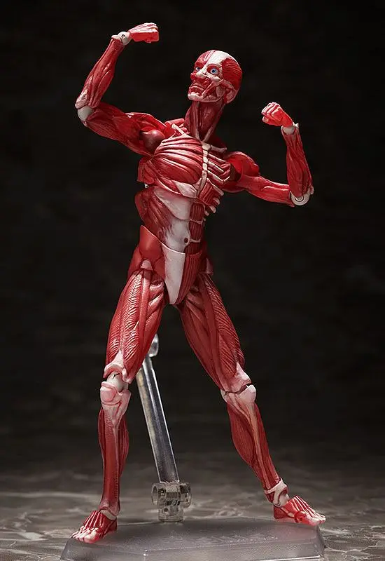 Original Character Figma Actionfigur Human Anatomical Model 15 cm Produktfoto