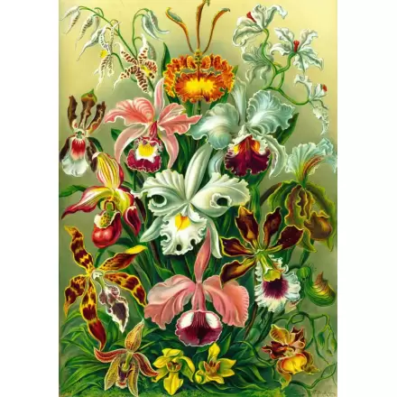 Ernst Haeckel Orchid Puzzle (1000 Teile) termékfotója