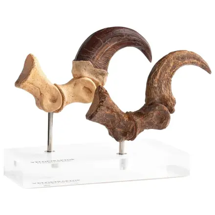 Jurassic Park ECC Elite Creature Line Statue Velociraptor Fußklaue und Fossilien Klaue Set 20 cm Produktfoto