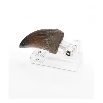 Jurassic Park Statue T-Rex Hand Klaue 13 cm Produktfoto