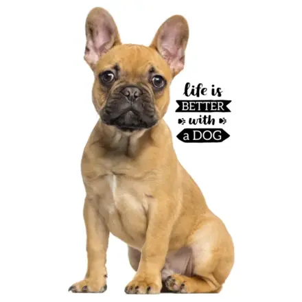 Hundethemenes Hand- und Gesichtshandtuch, Handtuch 30*50cm Produktfoto