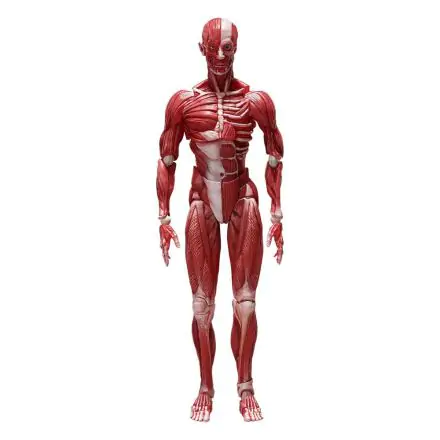 Original Character Figma Actionfigur Human Anatomical Model 15 cm Produktfoto