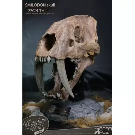 Wonders of the Wild Series Statue Smilodon Skull Fossil 22 cm termékfotója